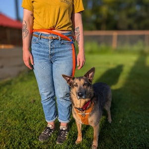 May include: A mustard yellow t-shirt with the text ST PAUL ROASTERY, blue denim jeans with a brown leather belt, black trainers, and a bright orange dog lead attached to a matching orange dog harness worn by a German Shepherd dog.