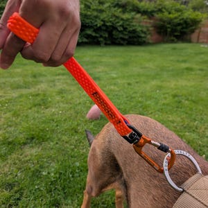 Puede incluir: Un asa de correa para perro de silicona naranja brillante texturizada con diseño de bucle, conectada a un mosquetón naranja metálico. El mosquetón está unido a un anillo de metal plateado en un collar de tela beige de un perro marrón.