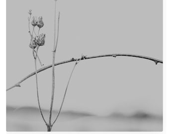 Line - Minimal Black and White Nature Print | Fine Art Botanical Photography | Neutral Wall Decor | StillHouse