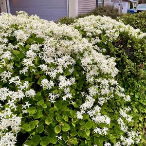 Set of 3 Sweet Autumn Clematis Live Plants - 4" Pots - Clematis terniflora - Fragrant White Flowering Vine for Trellis & Garden