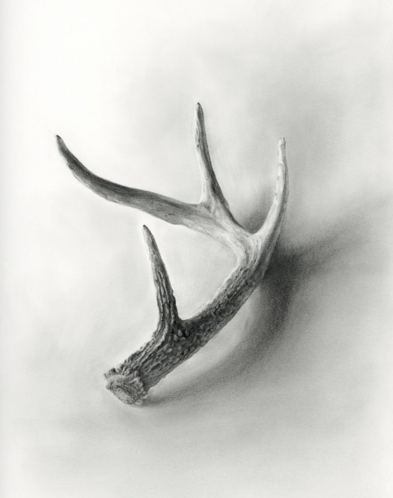 Deer Antler Graphite Drawing Giclee Print 