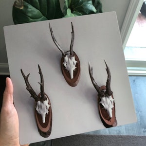 Rule of Thirds Photograph of Mounted Deer Skulls Printed on Matte Metal image 4