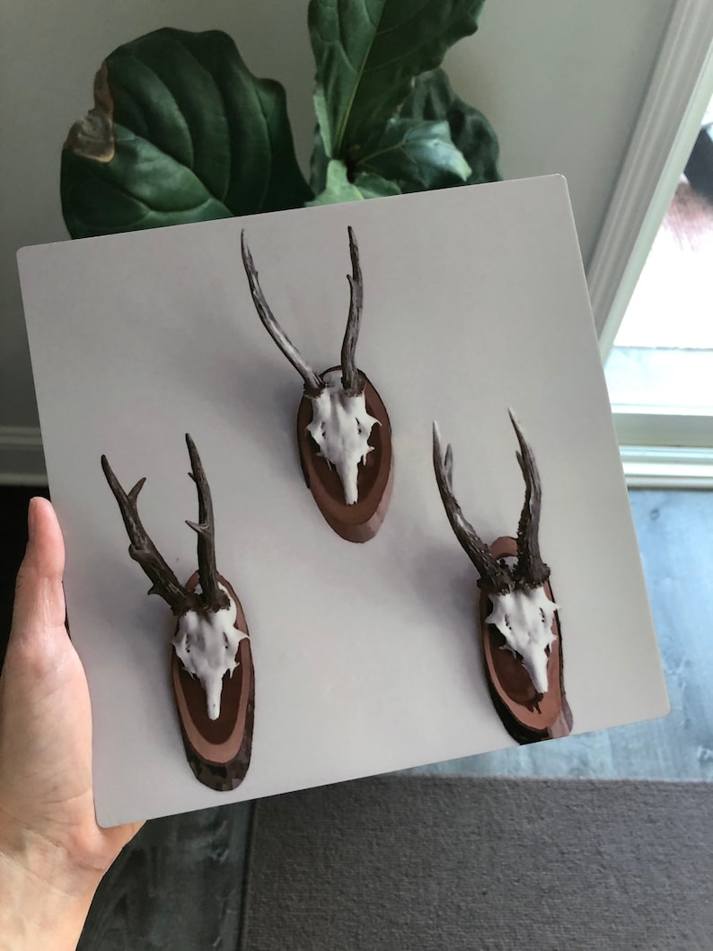 Rule of Thirds Photograph of Mounted Deer Skulls Printed on Matte Metal image 4