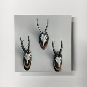 Rule of Thirds Photograph of Mounted Deer Skulls Printed on Matte Metal image 1