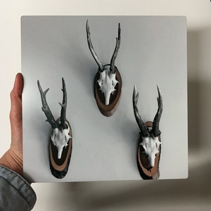 Rule of Thirds Photograph of Mounted Deer Skulls Printed on Matte Metal image 3