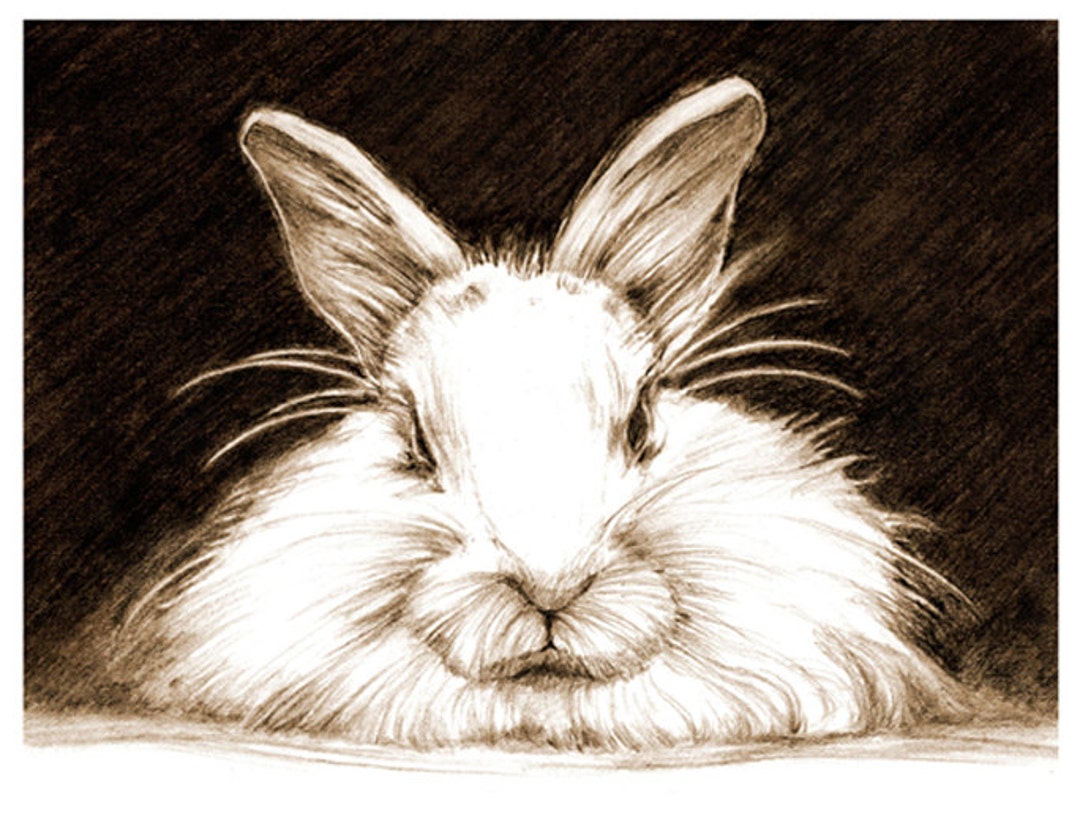 Art, Pencil Sketch, Rabbit Art, Rabbit Sketch, Bunny Pencil Sketch ...