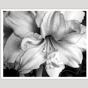 Black and White Art Photo, 11x14 Print, Flower Photograph, Amaryilis Photograph, Black and White, Wall Decor Photo