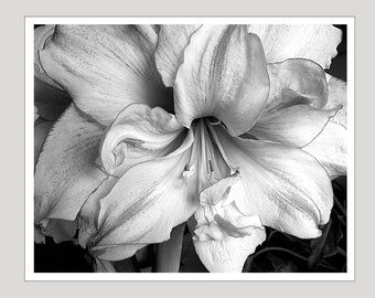 Black and White Art Photo, 11x14 Print, Flower Photograph, Amaryilis Photograph, Black and White, Wall Decor Photo