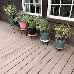 May include: Five potted plants with green foliage sit on black metal stands on a wooden deck. The pots are various colors, including teal, pink, black, and green. The deck is made of weathered, reddish-brown planks.