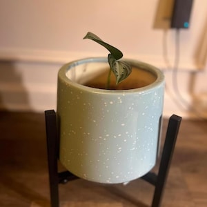 May include: A small houseplant in a light blue speckled ceramic pot, set on a black metal plant stand. The pot has a cylindrical shape and contains soil. The plant has a few green leaves.