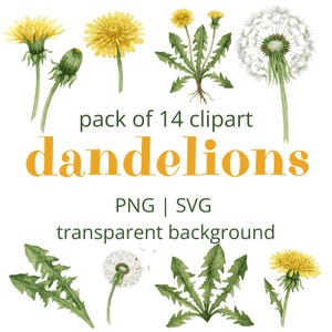 May include: Watercolor clipart set featuring dandelions in various stages: blooming yellow flowers, buds, and seed heads. The text "pack of 14 clipart dandelions" is displayed with "PNG | SVG transparent background" below.
