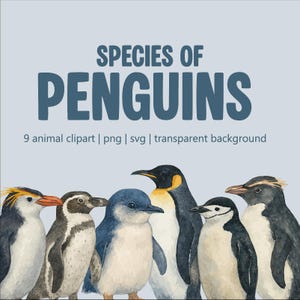 Puede incluir: Ilustración en acuarela de seis especies de pingüinos. El texto "SPECIES OF PENGUINS" está en azul oscuro. También está la frase "9 animal clipart | png | svg | transparent background".