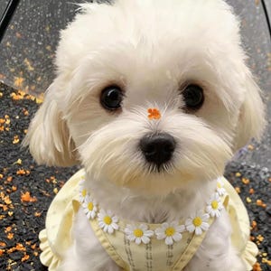 May include: A small, white fluffy dog wearing a yellow dress with a daisy chain collar. The dog has dark eyes and a small orange flower on its nose. The background is blurred, with a hint of an umbrella and scattered leaves.
