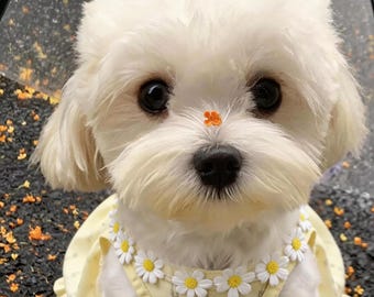 Summer Thin Vest Dress – Lightweight Bichon Small Dog Outfit, Breathable Pet Vest for Cats, Causal Daily Wear Puppy Kitten Clothes