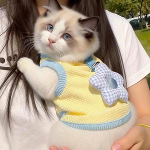 Puede incluir: Un gato Ragdoll con ojos azules que lleva un chaleco amarillo y azul claro para mascotas. El chaleco tiene un adorno en forma de flor. El gato está siendo sostenido por una persona que lleva una camisa blanca.