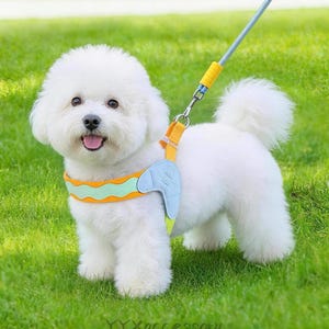 May include: A small, white dog with a blue, orange, and yellow harness and lead stands on green grass. The harness features a wavy orange and green design. The lead is light blue and yellow. The dog is smiling.