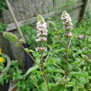 Può includere: Primo piano di piante di menta con foglie e steli verdi. Le piante hanno fiori viola chiaro e bianchi a forma di spiga. Lo sfondo è sfocato, mostrando altre piante e una staccionata di legno.