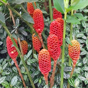 fertilizer for marijuanas plants Cannabis Bloom Fertilizer – ProviPlant main image 0