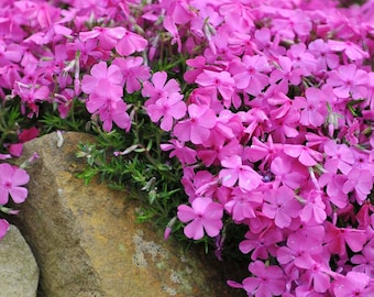 2000 Pcs Pink Creeping Phlox Seeds, Perennial Non-GMO Ground Cover, Hardy Low-Growing Pink Flowers for Rock Garden Borders