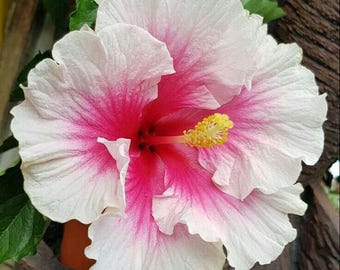 500 graines d'hibiscus géantes variées à planter - Graines de fleurs d'hibiscus anciennes sans OGM pour le jardin, les bordures et l'aménagement paysager extérieur