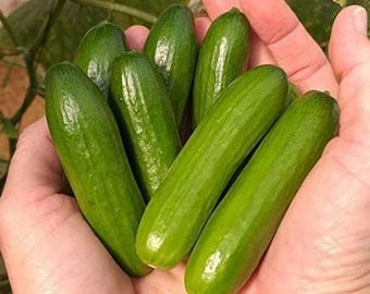 266 Stück Mini Me Gurkensamen, Frischgemüsesamen für den Hausgarten im Freien, einfach wachsende essbare Gartensamen