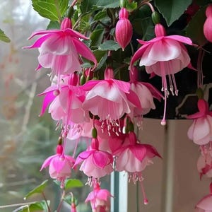 May include: Close-up of a cluster of pink and white fuchsia flowers. The flowers have a bell-like shape with downward-facing petals and long stamens. Green stems and leaves are visible, creating a vibrant display of nature.