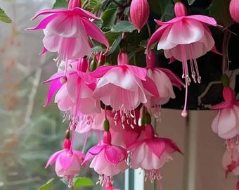 50 Fuchsia Hybrida Seeds - Hardy Perennial Flower Seeds for Outdoor Pots, Garden Borders & Full Sun Landscaping