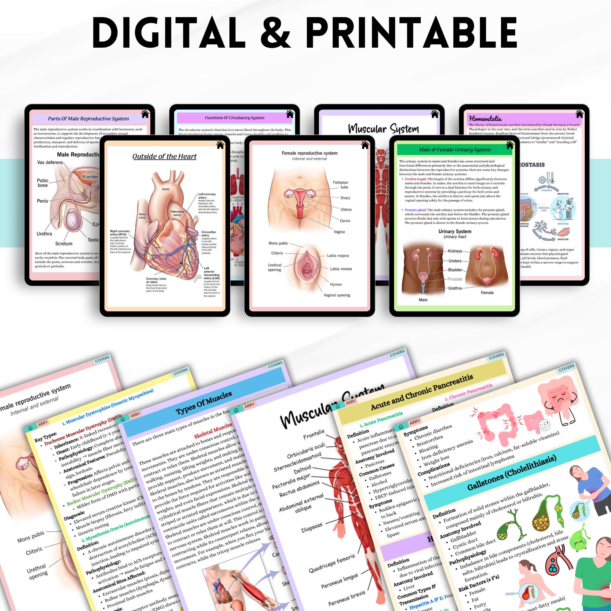 Anatomy and Physiology I & II Mega Bundle | Nursing Notes | Human ...