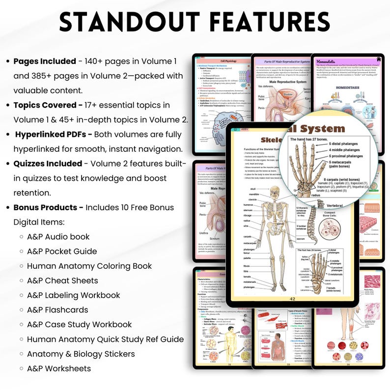 Anatomy and Physiology I & II Mega Bundle | Nursing Notes | Human ...