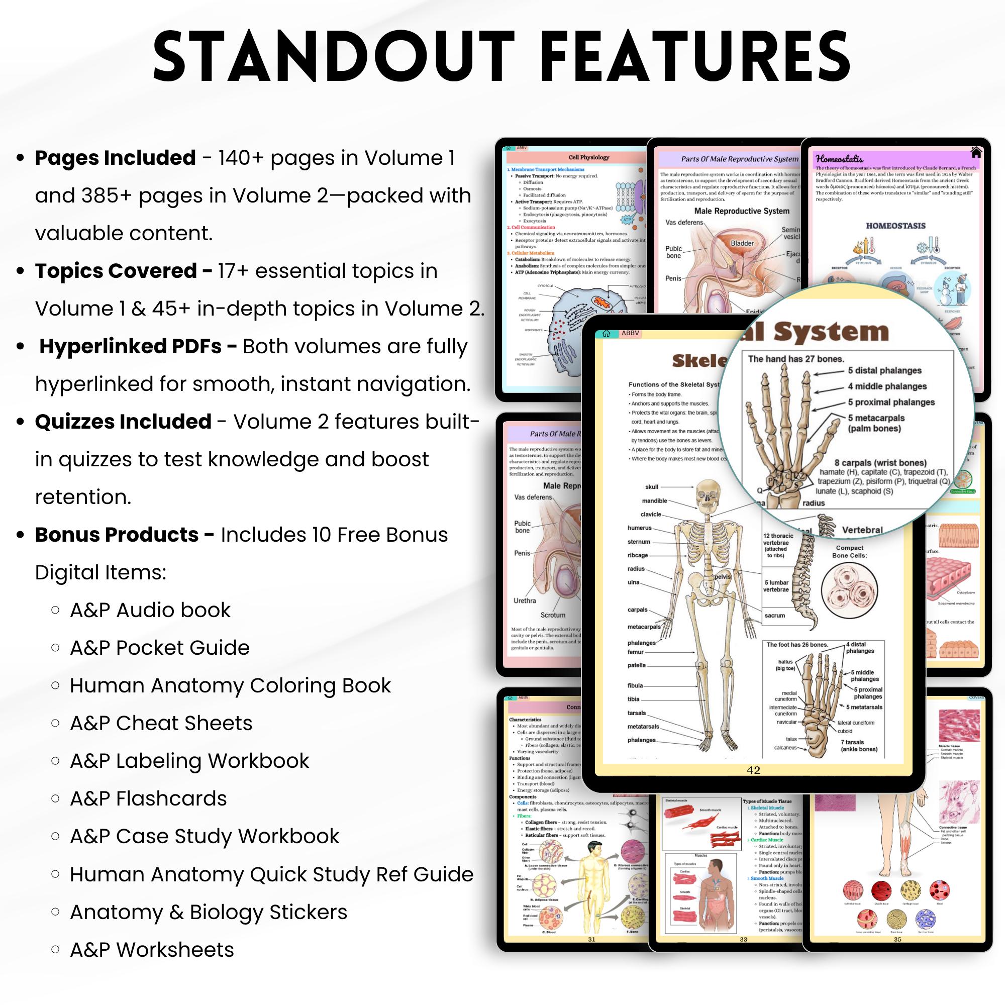 Anatomy and Physiology I & II Mega Bundle | Nursing Notes | Human ...