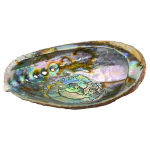 May include: A iridescent abalone shell with a natural, organic shape. The shell has a smooth, polished interior and a rougher, textured exterior. It has several small holes drilled into the top edge.