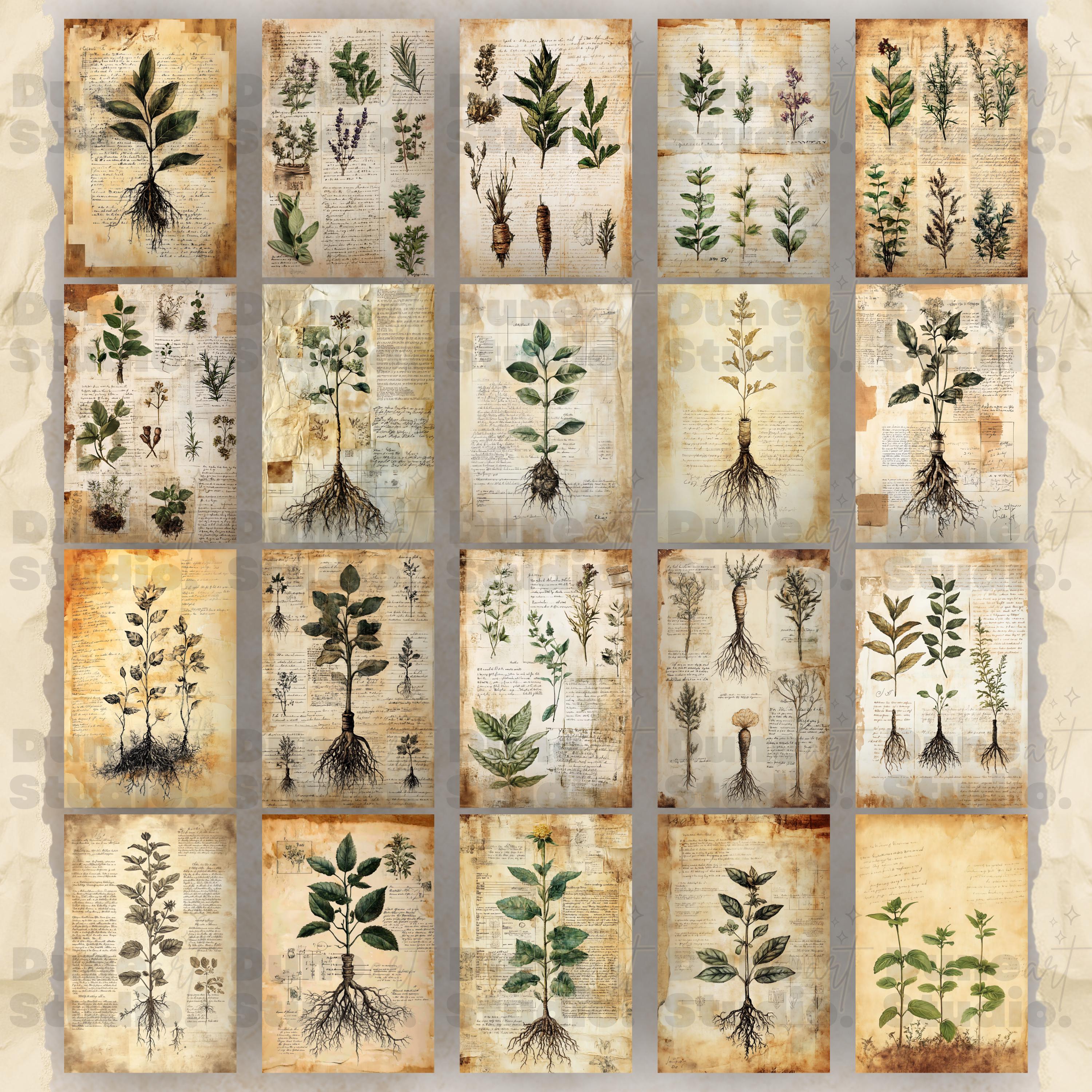 Botanical Herbs Junk Journal Pages, Digital Scrapbook Paper Kit, Herbal ...