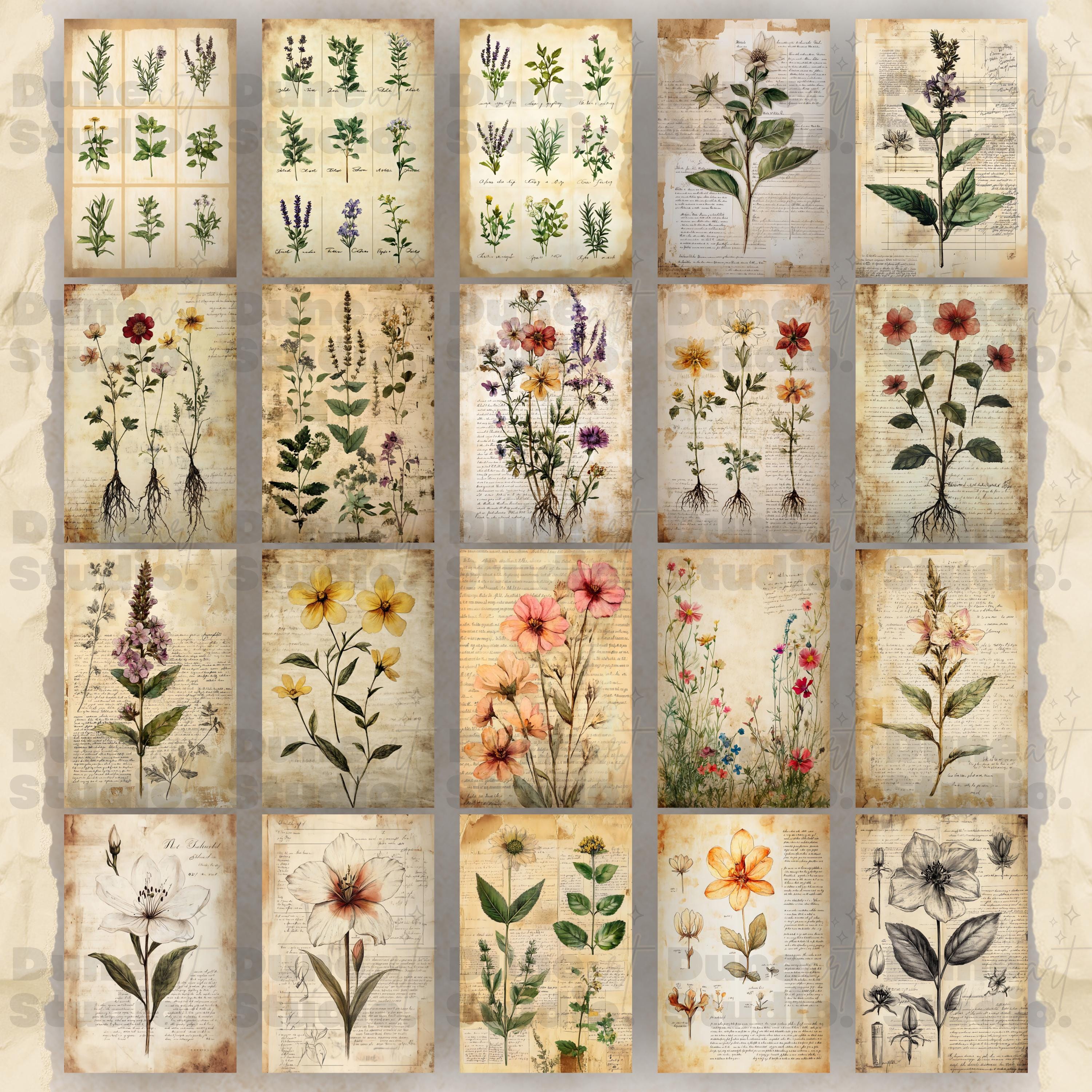 Botanical Herbs Junk Journal Pages, Digital Scrapbook Paper Kit, Herbal ...
