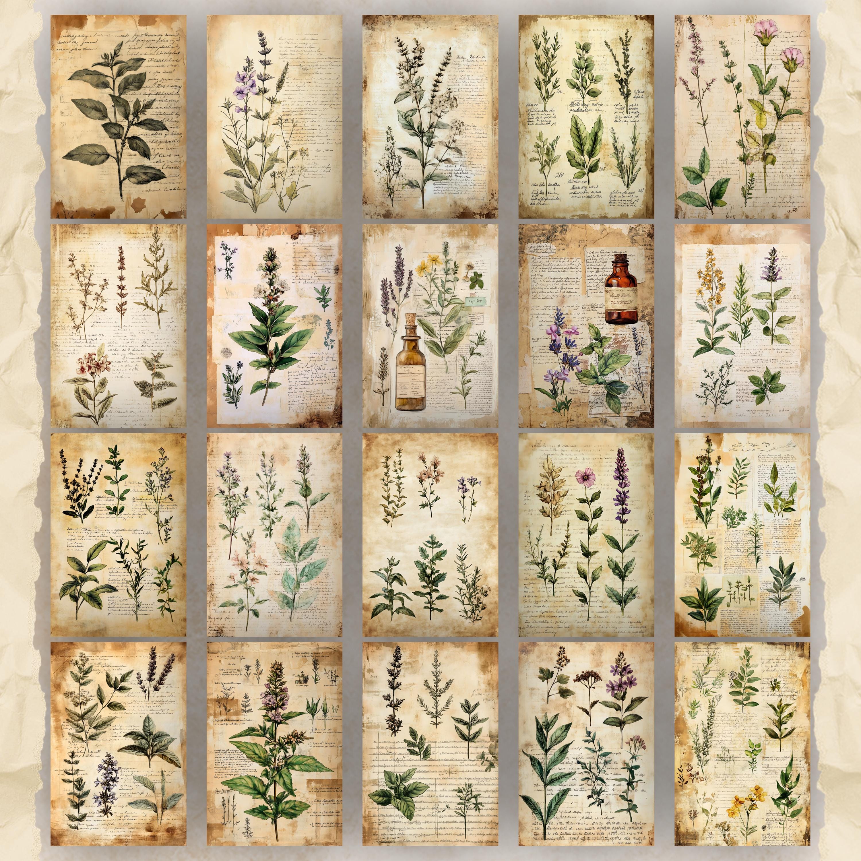 Botanical Herbs Junk Journal Pages, Digital Scrapbook Paper Kit, Herbal ...