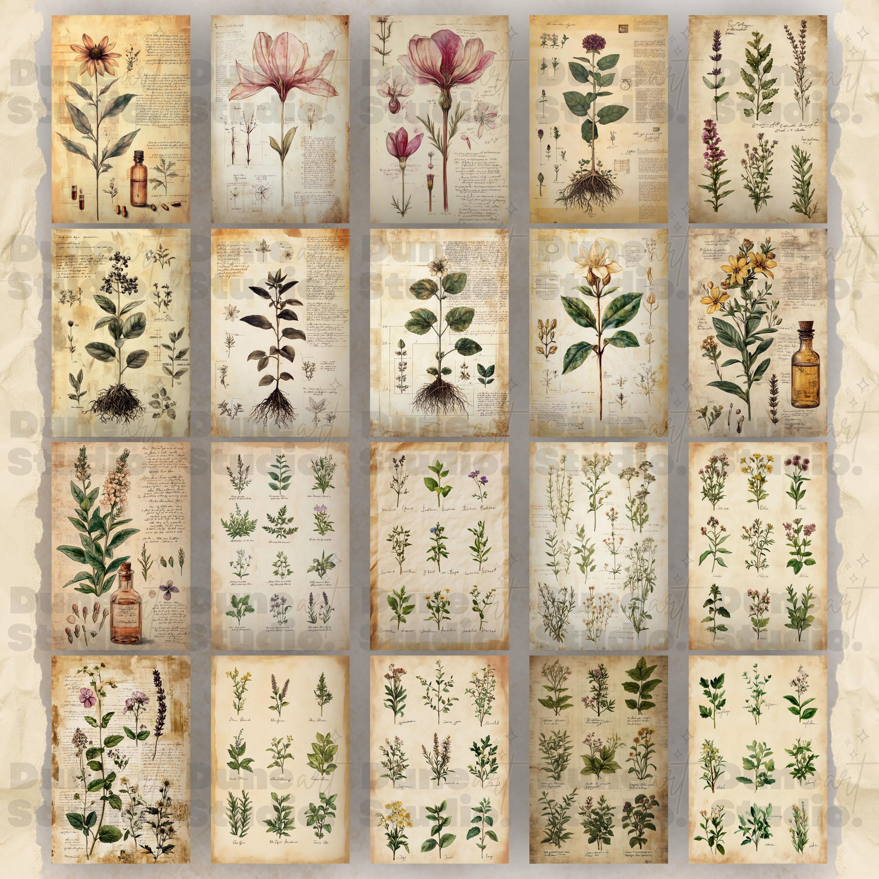 Botanical Herbs Junk Journal Pages, Digital Scrapbook Paper Kit, Herbal ...