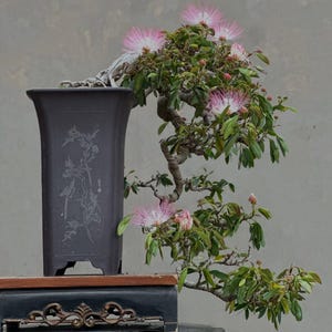 Può includere: Un bonsai con tronco contorto e foglie verdi, caratterizzato da delicati fiori rosa e bianchi a forma di piumino. L'albero è piantato in un alto vaso rettangolare in ceramica grigio scuro, decorato con un motivo inciso di fiori e uccelli.