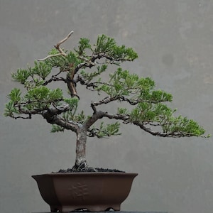 Puede incluir: Un bonsái de enebro con un tronco marrón texturizado y follaje verde oscuro, con alambre fino enrollado alrededor de las ramas para dar forma. El árbol está plantado en una maceta de cerámica hexagonal marrón con un carácter en relieve al frente.