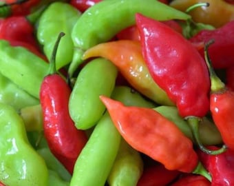 Trinidad Pimento Pepper Seeds