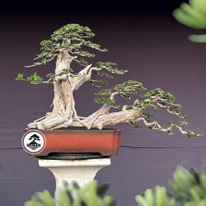 Wacang Bonsai Medium Size, Original Indonesian Bonsai Tree, Tropical Live Plant, Unique Bonsai Specimen, One Tree