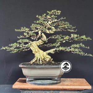 Saeng Simbur Bonsai Tree, Super Micro Medium Live Plant, Miniature Tropical Bonsai, Rare Plant for Bonsai Collectors
