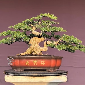 May include: A bonsai tree with a thick, textured, light brown trunk and dense green foliage, shaped into layered branches. It is planted in a rectangular, reddish-brown ceramic pot with four small feet and yellow Chinese characters on the front side.