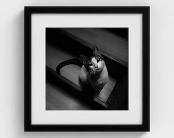 Zwart-witte kat op trap-print | Ingelijste minimale muurkunst, elegant modern decor, fotografie, vierkant ingelijste minimale muurkunst