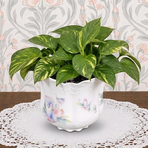 May include: A lush green pothos plant with variegated heart-shaped leaves potted in a white ceramic planter. The planter features a scalloped rim and a delicate floral pattern with soft pink and blue blossoms painted on the exterior surface.