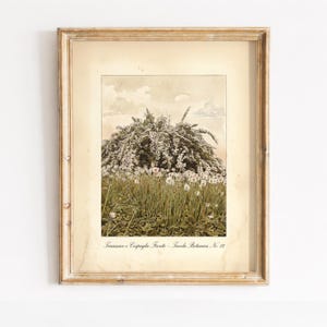 Vintage Meadow Wildflowers Botanical Study, Rustic Cottagecore Wall Art (Digital Download)