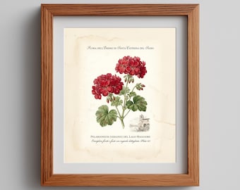 Vintage Rote Geranie Botanische Druck, Lago Maggiore Kunst (Digitaler Download)