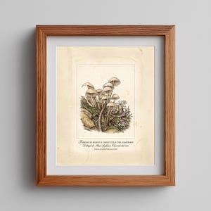 Enchanting mushroom picture for personal library — soft watercolor washes and intricate illustrations encapsulating rustic vibes.