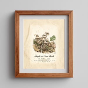 May include: A framed botanical illustration featuring a cluster of mushrooms with detailed shading and a vintage aesthetic. The artwork includes the text "Funghi dei Nostri Boschi" and is set against a textured, off-white background.