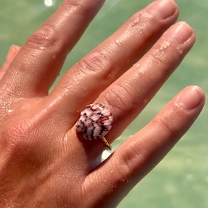 May include: A unique ring featuring a small, natural seashell with a gold-colored band. The shell displays a pattern of white and maroon stripes. The ring is set against a background of water.