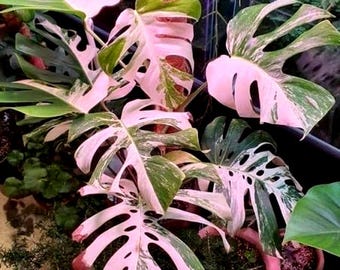 Monstera Deliciosa– Pink Tricolor Live Plant Variegated Rooted Cutting Rare Houseplant Easy Care Gardening