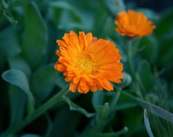 Alpha Calendula Seeds | 50 Heirloom Open-Pollinated Seeds | Medicinal Herbalist Skin Care Flower Non-GMO